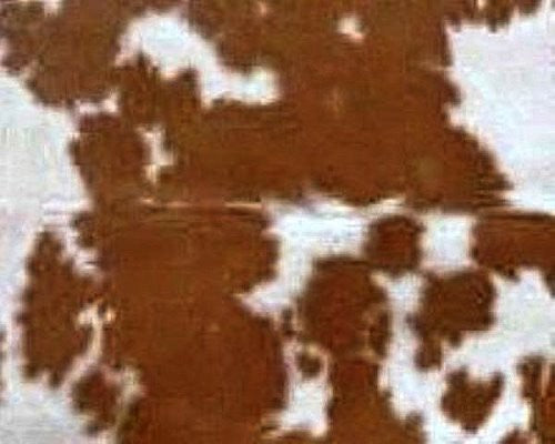 Palomino-White Cow hide Pillows